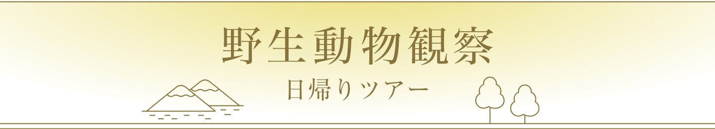野生動物観察