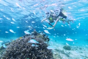 〔宮古島〕サンゴとお魚を楽しむシュノーケルツアー