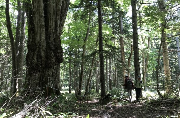 〔阿寒〕不思議の森（光の森）へご招待 プレミアムツアー