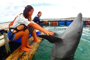 〔石垣島〕 ドルフィンエンカウンター、ドルフィンスイム