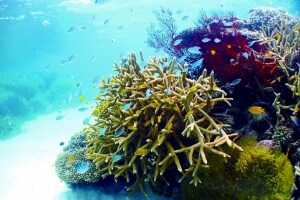 〔最少催行人員2名〕 〔石垣島〕半日シュノーケルコース