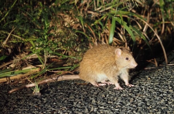 〔2名以上参加限定〕あまみdeナイト～生き物たちのナイトライフ～