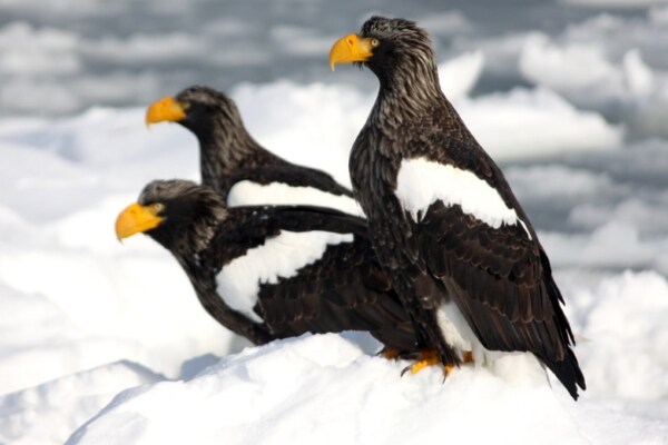 〔羅臼〕知床ネイチャークルーズ/流氷＆バードウォッチングＡ