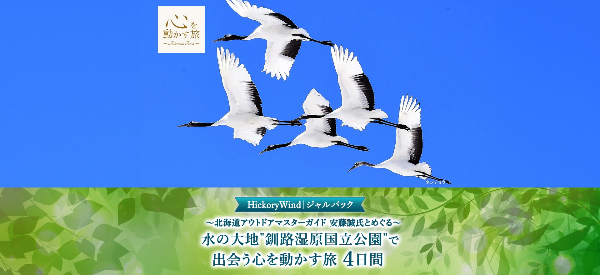 タンチョウ