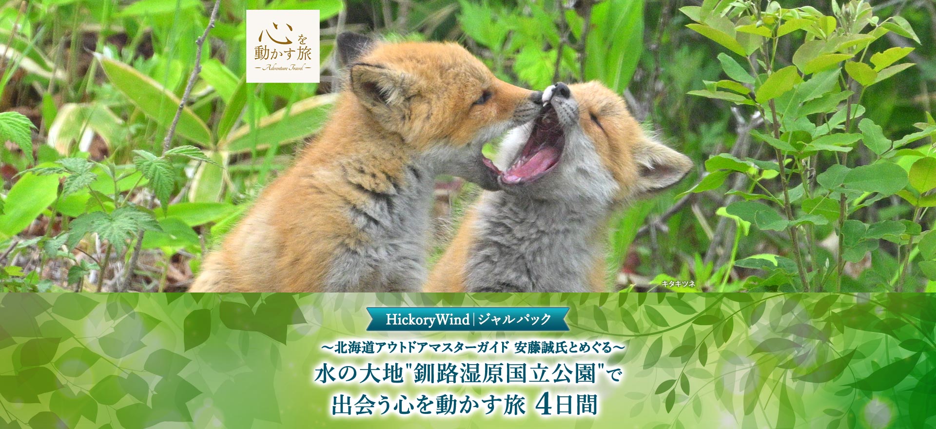 キタキツネ