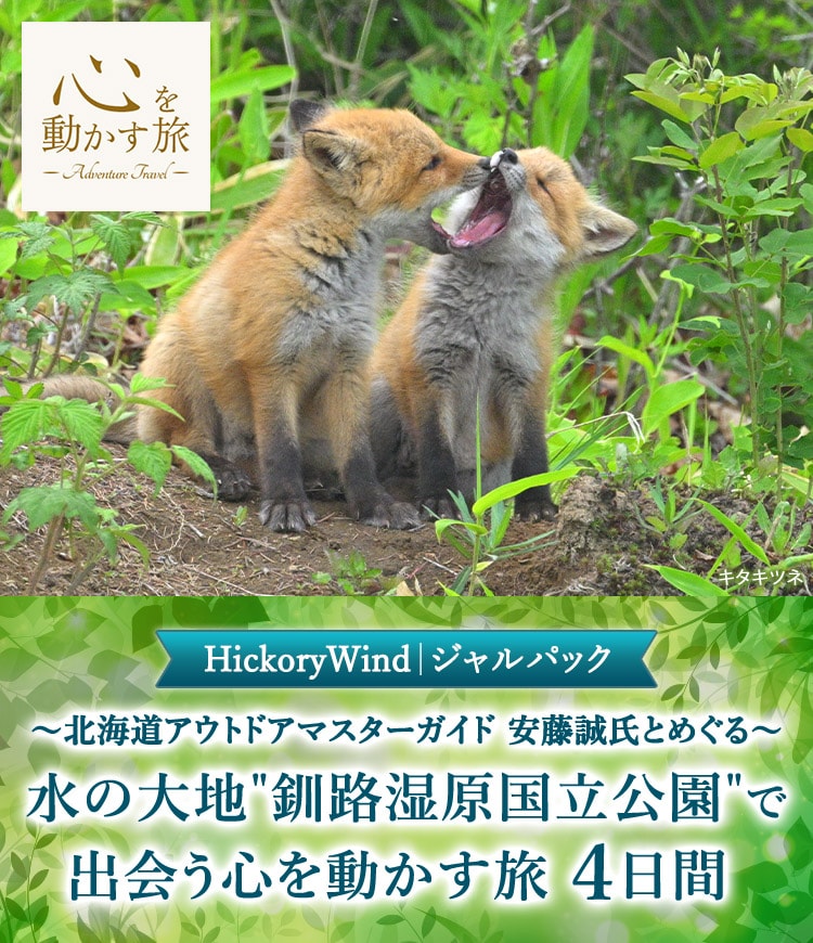 キタキツネ