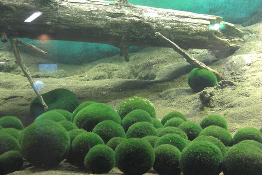 阿寒湖モーターボート