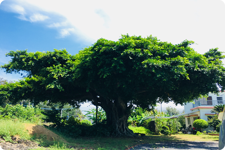 伝泊　徳之島（天城町）サンゴ石小屋のある宿屋外
