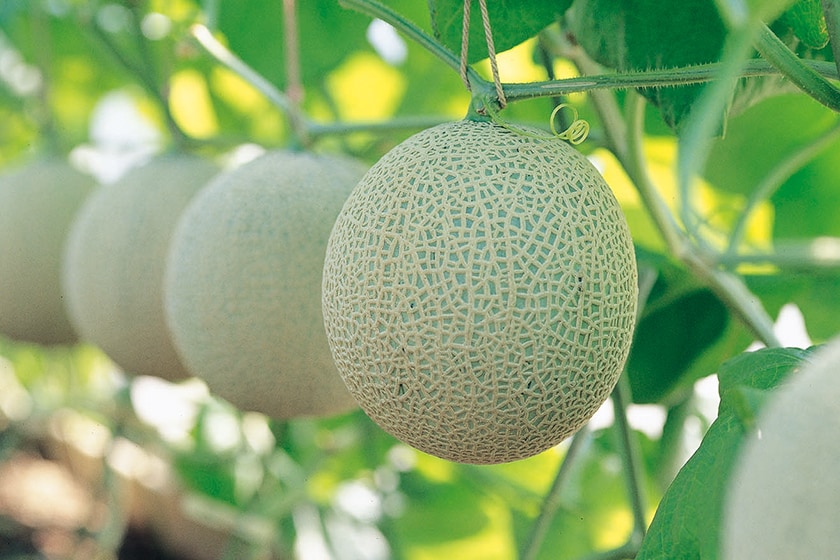 メロン