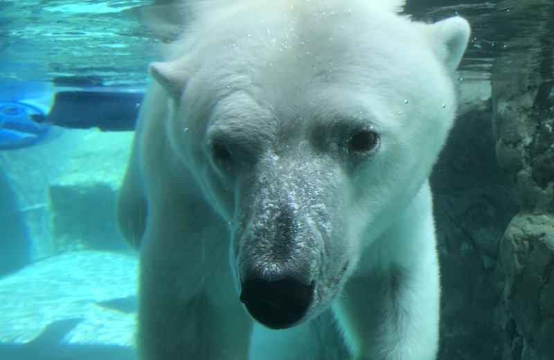 旭川動物園