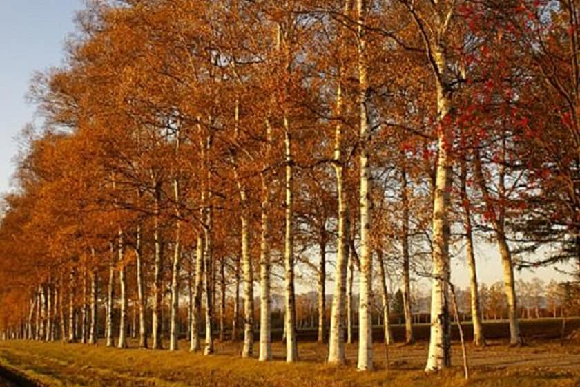 十勝牧場 白樺並木