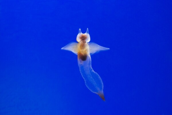 オホーツク流氷館(クリオネ)