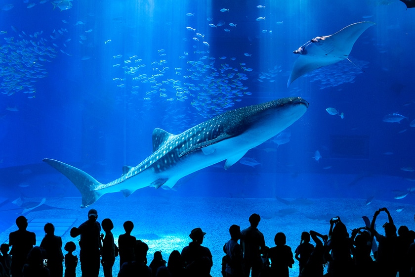 国営沖縄記念公園（海洋博公園）沖縄美ら海水族館