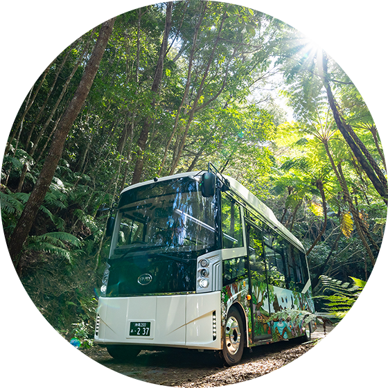 やんばるの森ネイチャーガイドツアー