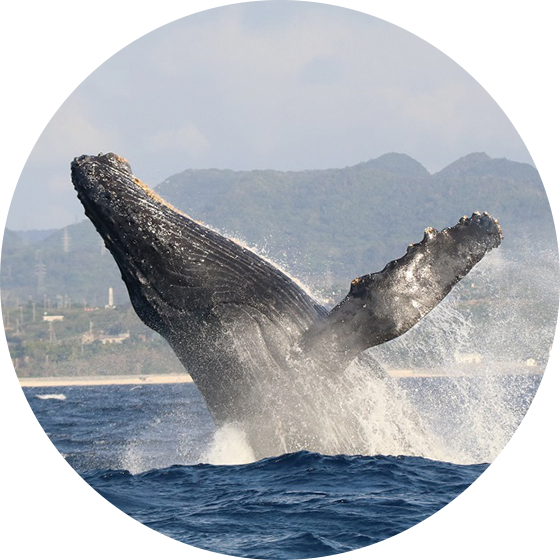 ホエールウォッチング