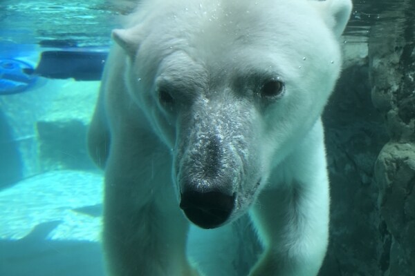 旭川市旭山動物園