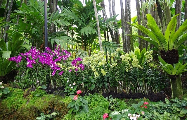 シンガポール|シンガポール植物園(ボタニック・ガーデン)