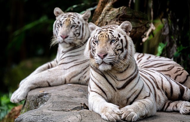 シンガポール|シンガポール動物園