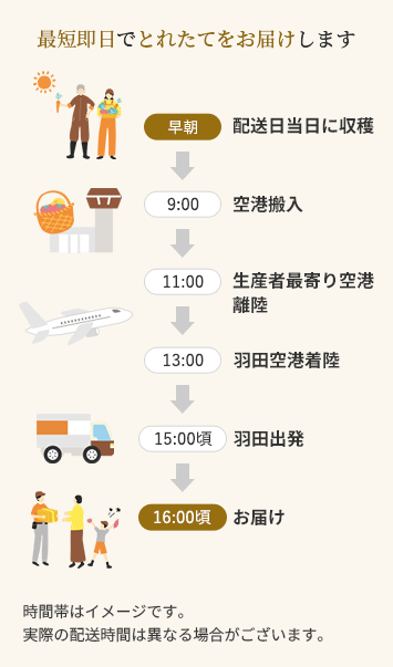 最短即日でとれたてをお届けします　早朝：配送日当日に収穫　9時：空港搬入　11時：生産者最寄り空港離陸　13時：羽田空港着陸　15時頃：羽田出発　16時頃：お届け　時間帯はイメージです。実際の配送時間は異なる場合がございます。