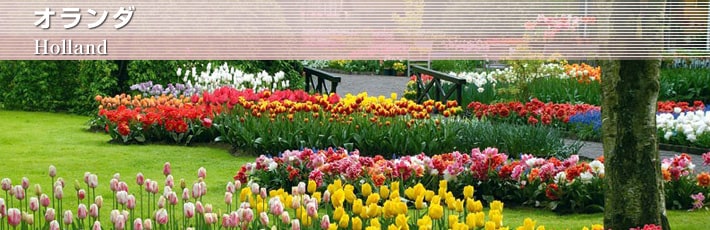 オランダ基本情報