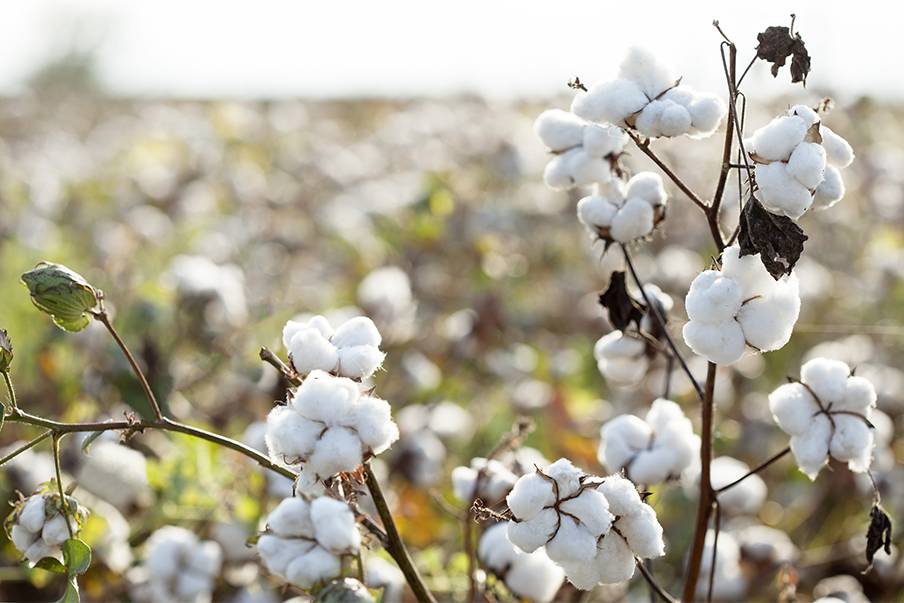 An abundance of natural resources