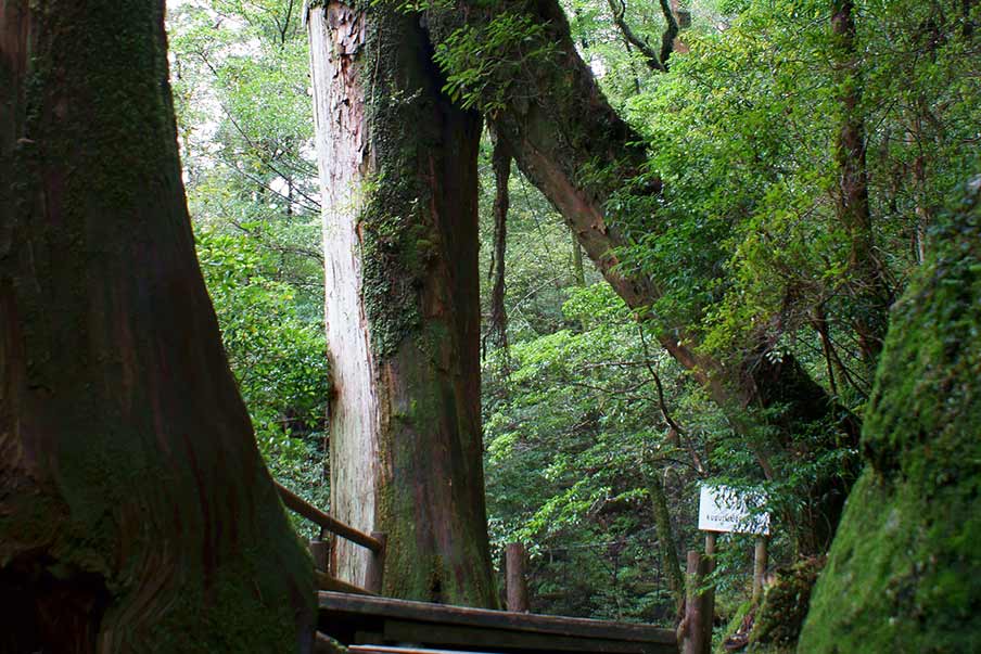 Yakusugi Land (屋久杉ランド)-famed for old cedar trees