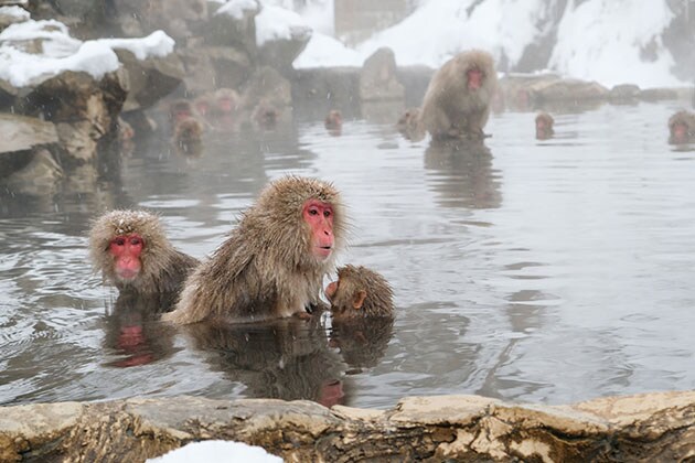 What is an onsen in Japan?