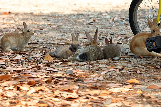 Watch out for rabbits