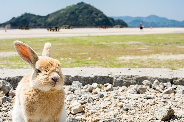 Don’t hold the rabbits