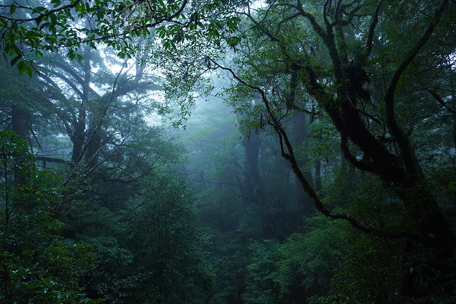 Capture the mysterious wonders of Yakusugi Land