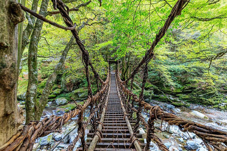 Forest Adventure - Soar through the trees