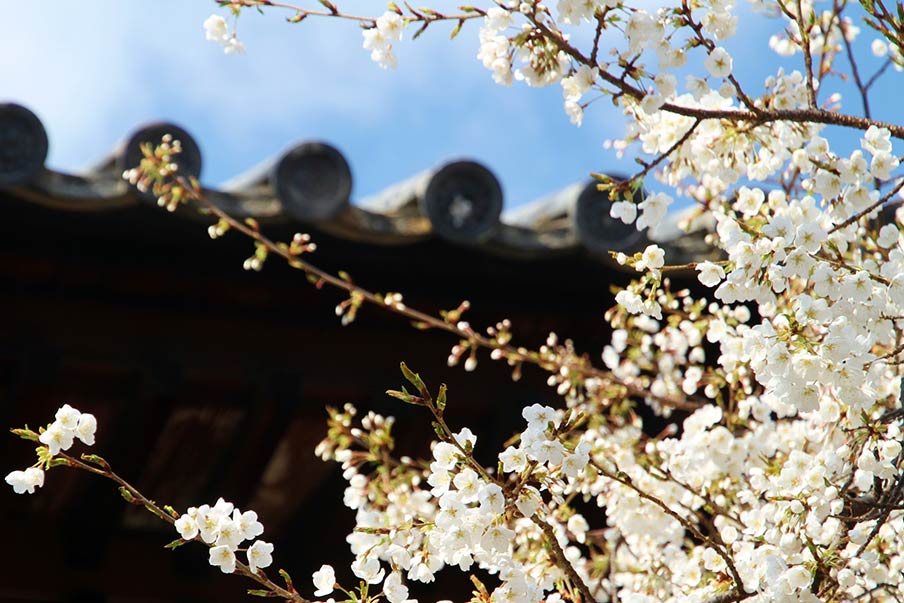 Milk Nurse Cherry Tree