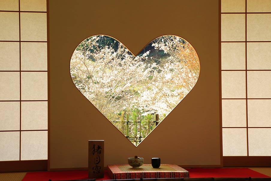 What Do Cherry Blossoms Represent in Japanese Culture?