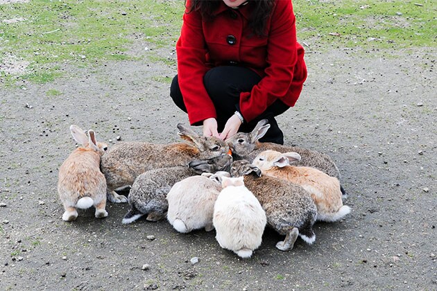 Feeding the rabbits