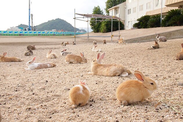 How Okunoshima earned its ‘Rabbit Island’ nickname
