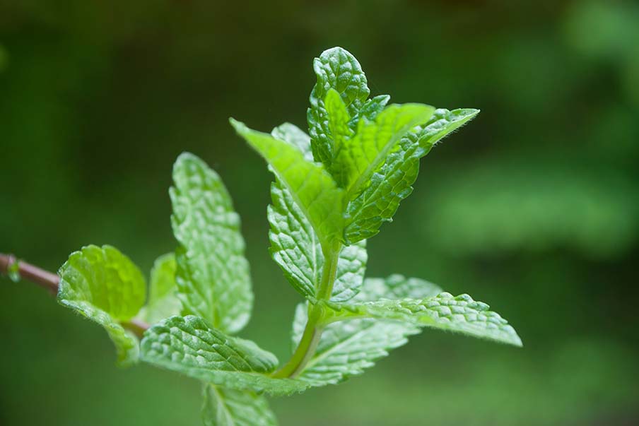 The history of the Kitami mint