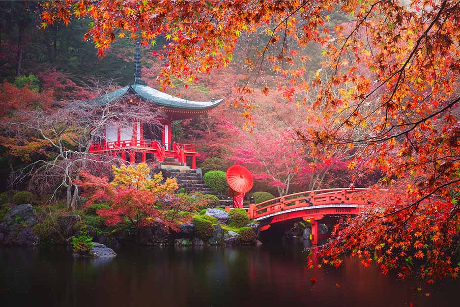Discover the Japanese Maple Tree: The Colors of Autumn