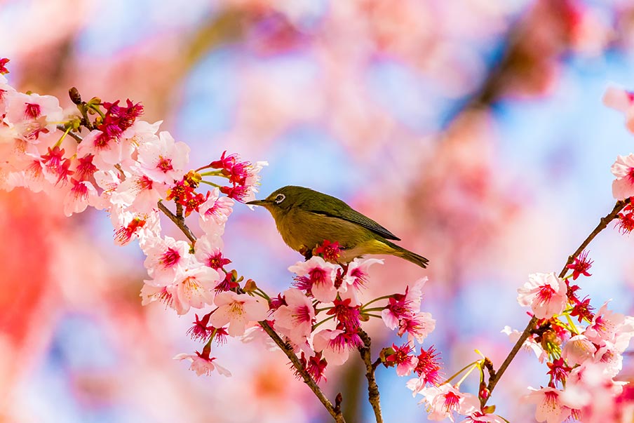 The symbolism and meaning of cherry blossoms in Japan