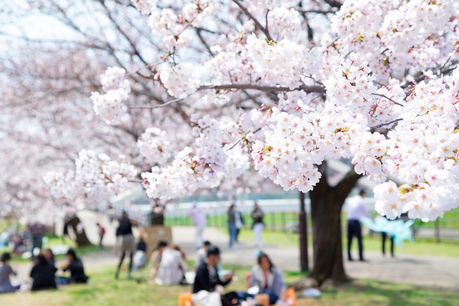 What is the ritual of Hanami?