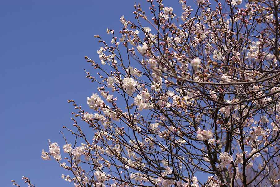 Cherry Tree on the 16th Day of January