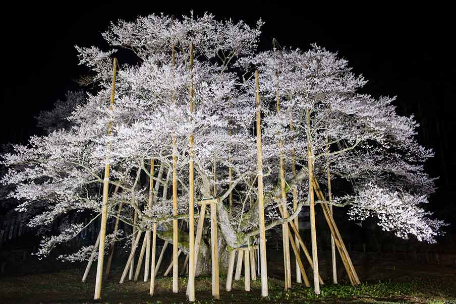 Usuzumi Zakura (Motosu City, Gifu) - a pale-gray cherry tree