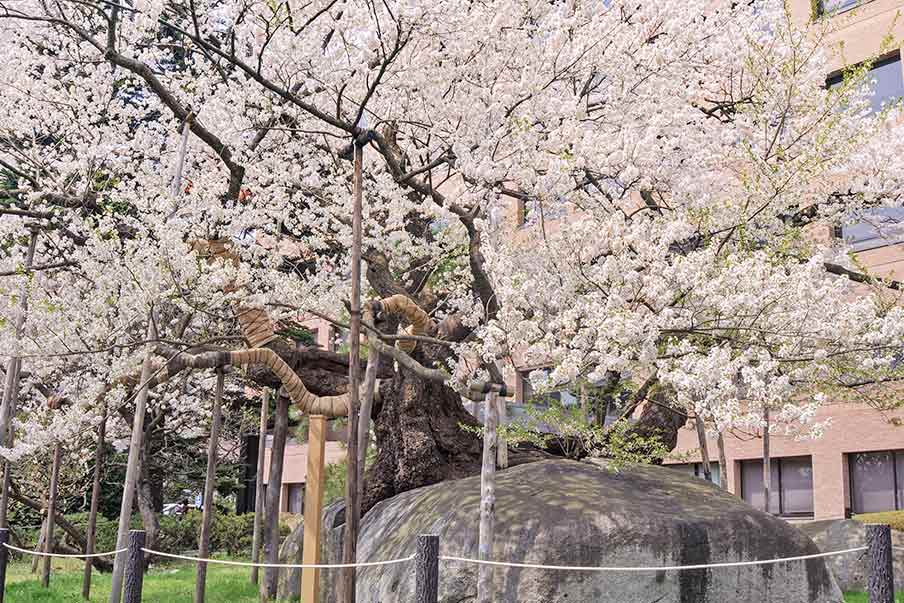 Stone-Splitting Cherry Tree