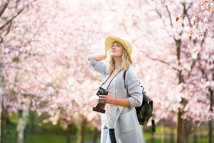 See the cherry blossoms in Japan