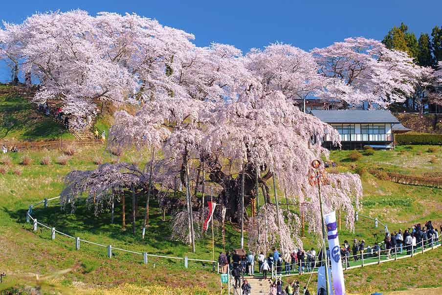 Miharu Takizakura (Miharu Town, Fukushima) - a cherry tree that looks like a waterfall