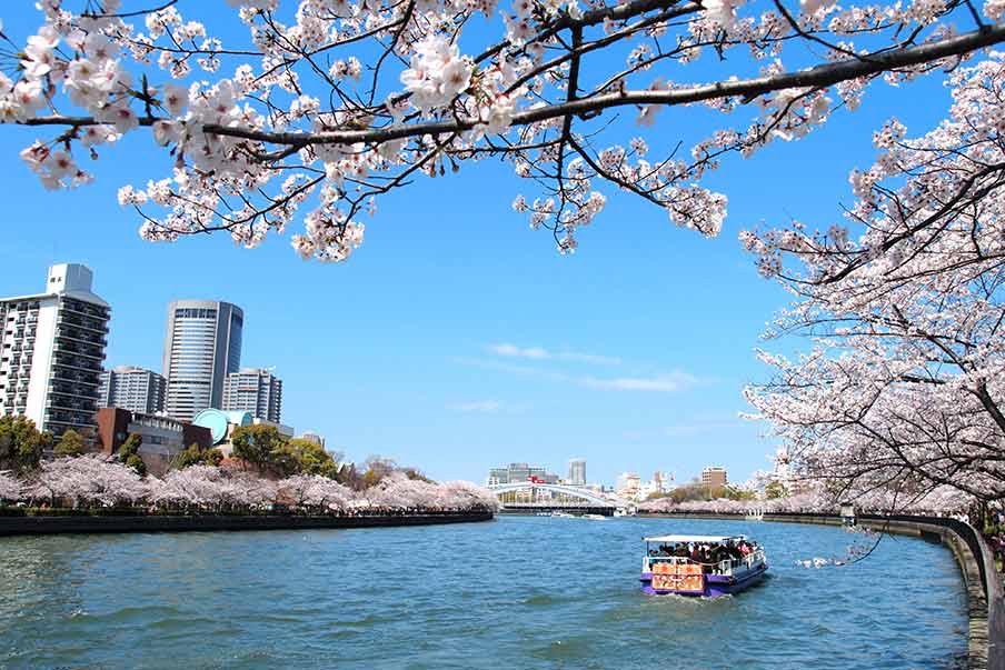 Kema Sakuranomiya Park (Osaka) - scenic riverbank lined with cherry trees