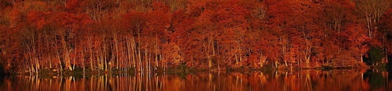 Roam Autumn’s Golden Leaves