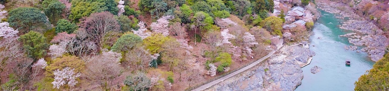 Unforgettable Cherry Blossom Viewing
