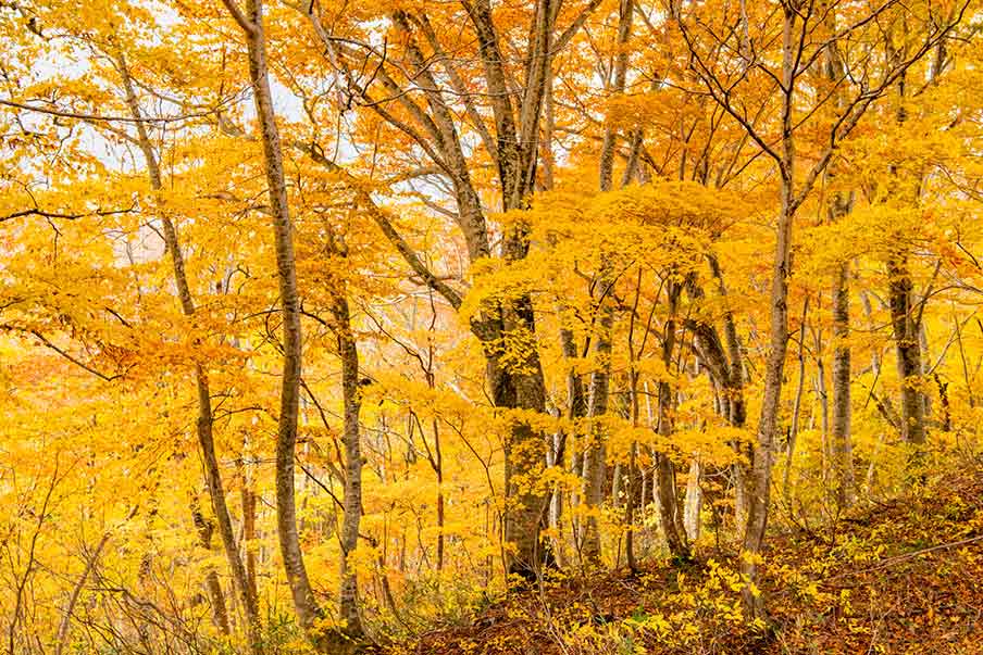 Venture to Shirakami-Sanchi Mountain Range and the Ancient Beech Forest