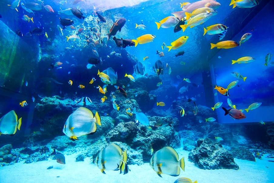 Discover underwater wonders at Okinawa Churaumi Aquarium