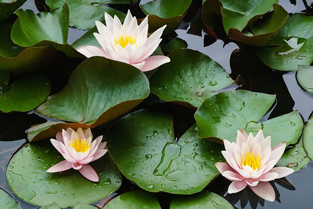 What plants and flowers are commonly found in a Japanese garden?